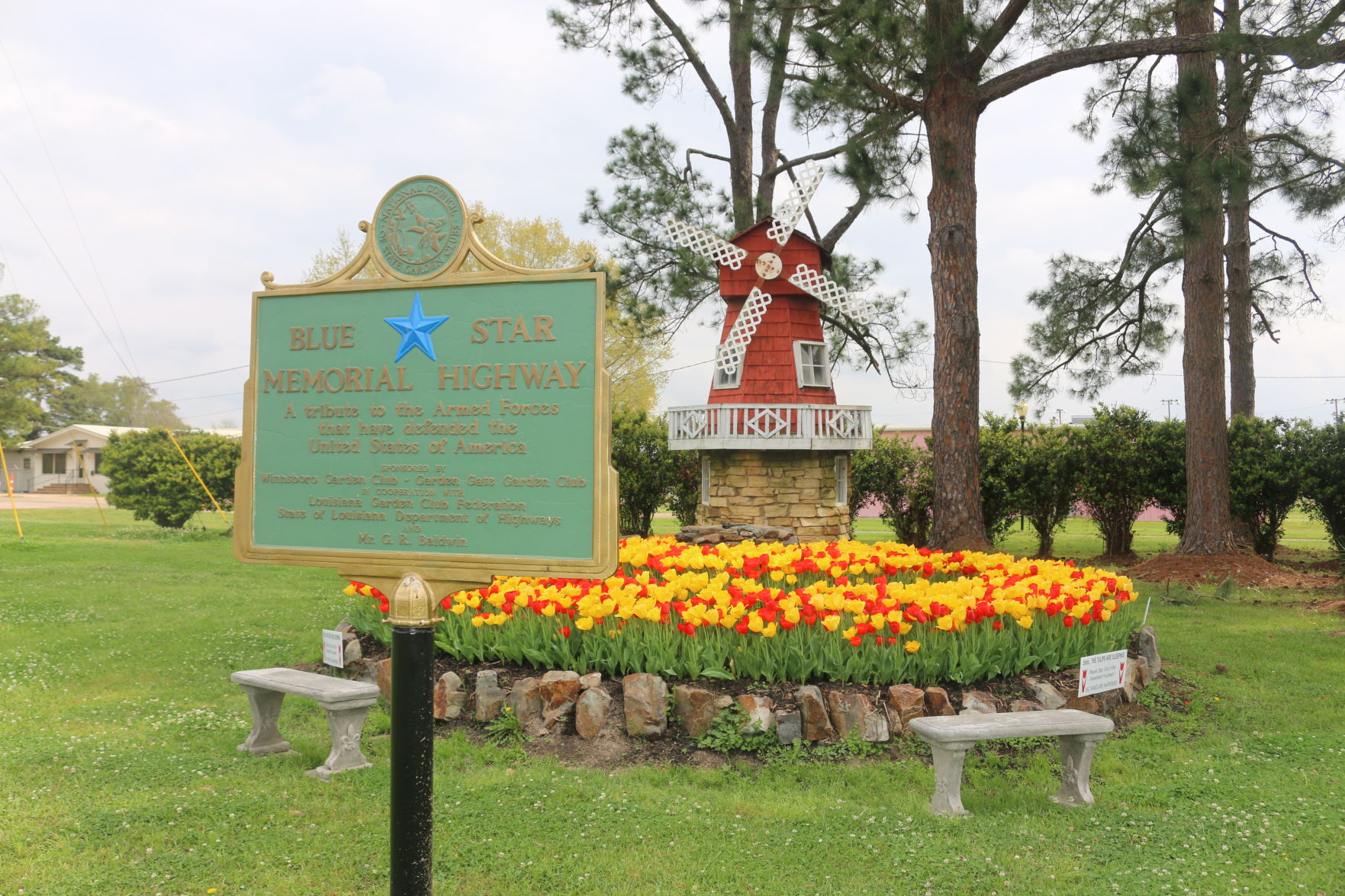 Tulips in Franklin